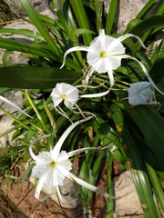 Hymenocallis acutifolia