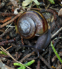 Helminthoglypta dupetithouarsi