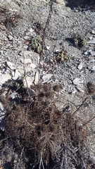 Ptilostemon echinocephalus