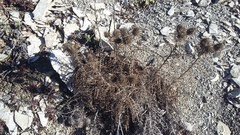 Ptilostemon echinocephalus
