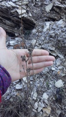 Seseli dichotomum