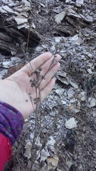 Seseli dichotomum