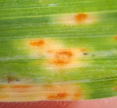 Puccinia coronata