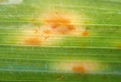 Puccinia coronata