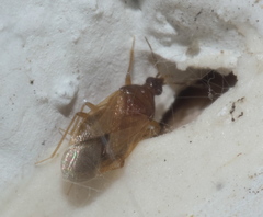 Amphiareus obscuriceps