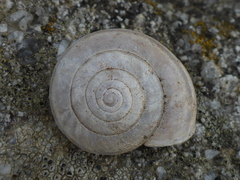 Helminthoglypta dupetithouarsi