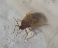 Amphiareus obscuriceps