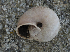 Helminthoglypta dupetithouarsi