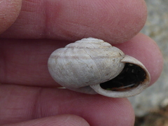 Helminthoglypta dupetithouarsi