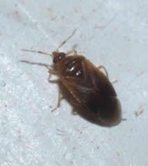 Amphiareus obscuriceps