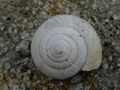 Helminthoglypta dupetithouarsi