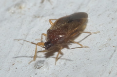 Amphiareus obscuriceps
