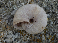 Helminthoglypta dupetithouarsi