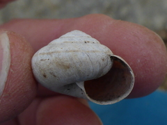 Helminthoglypta dupetithouarsi