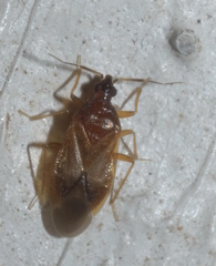 Amphiareus obscuriceps
