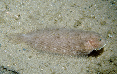 Aseraggodes lenisquamis