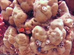 Spirobranchus corniculatus