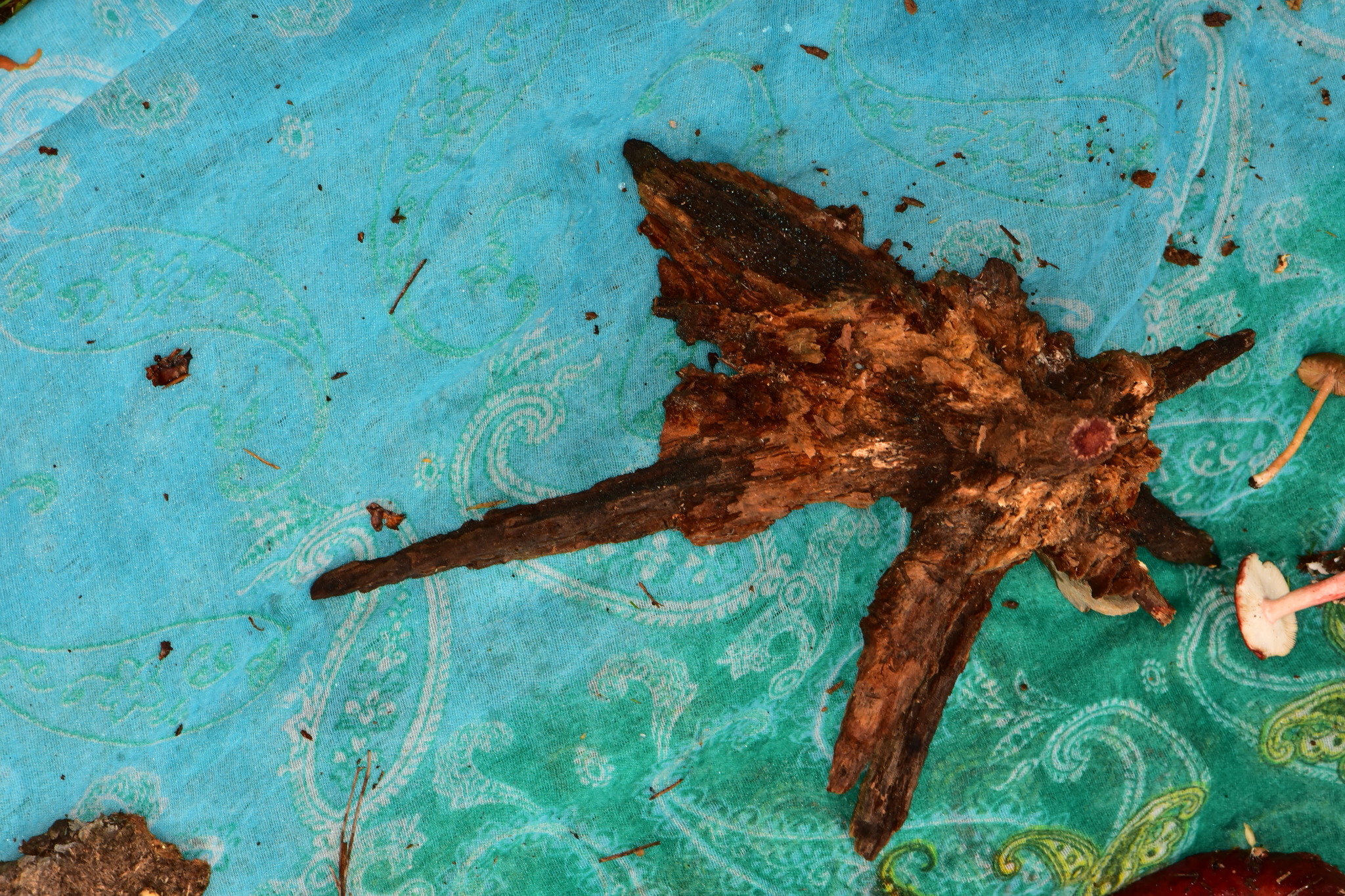 Dendrostilbella image