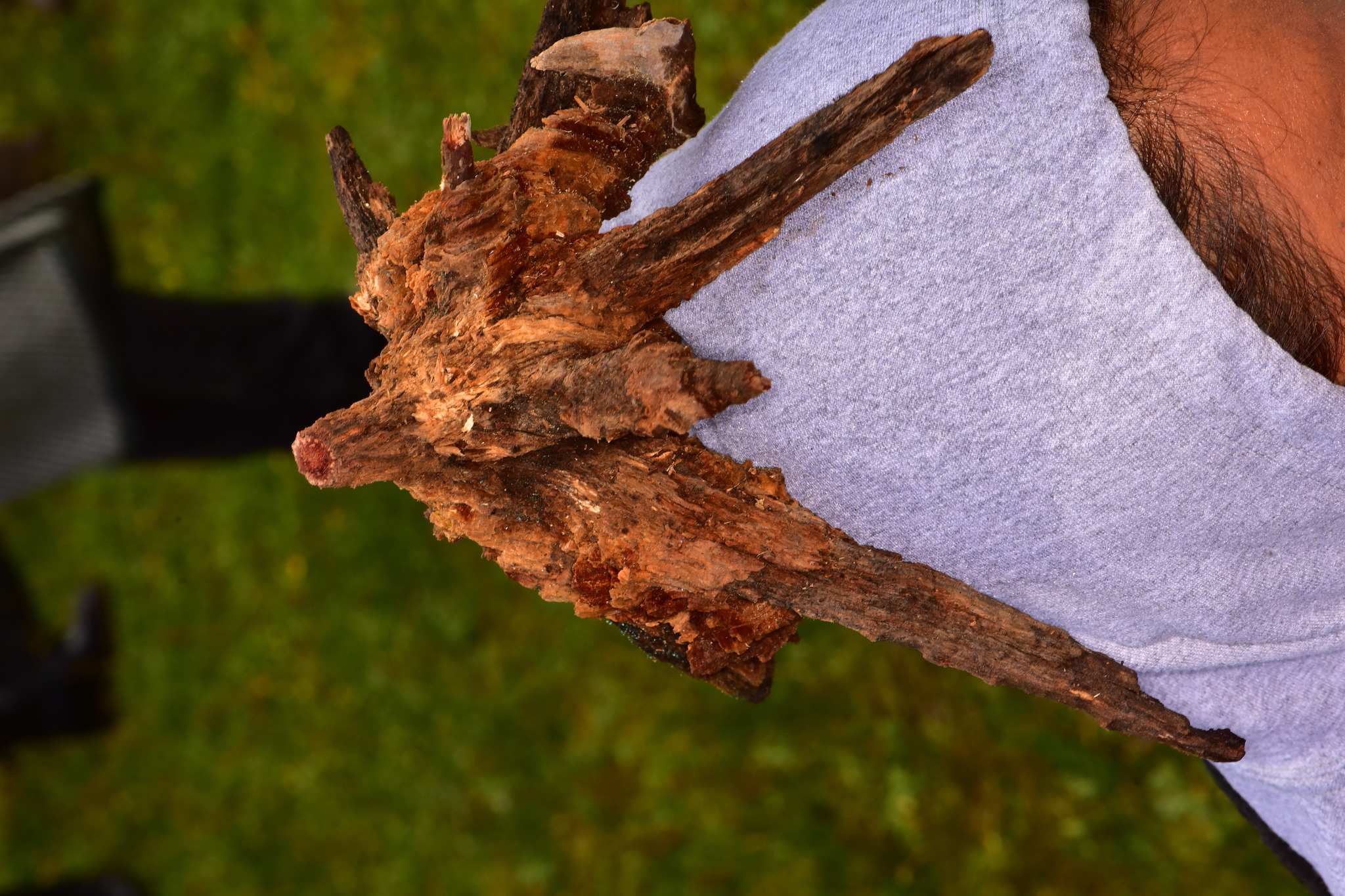 Dendrostilbella image