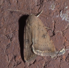 Micrathetis