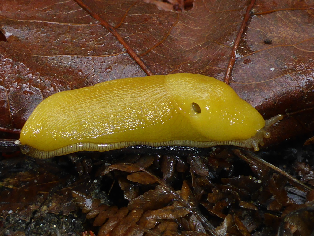 Southern Pacific Banana Slug