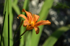 Gelbrote Taglilie (Hemerocallis fulva): Herkunft und Verwendung — Foto 3