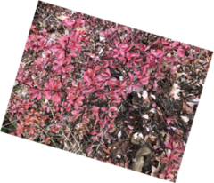 Berberis thunbergii