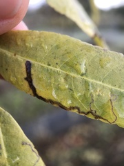 Stigmella longisacca