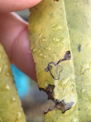 Stigmella longisacca