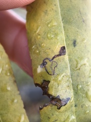 Stigmella longisacca
