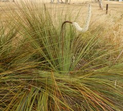 Xanthorrhoea caespitosa