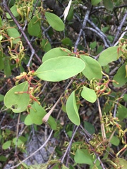 Muellerina celastroides