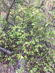Muellerina celastroides