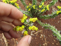 Euphorbia enormis