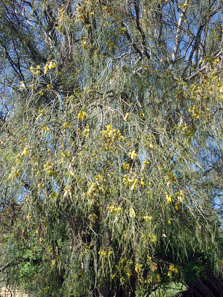 Sophora longicarinata