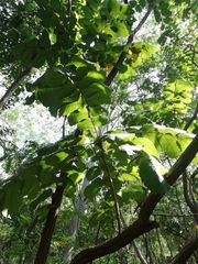 Comocladia macrophylla