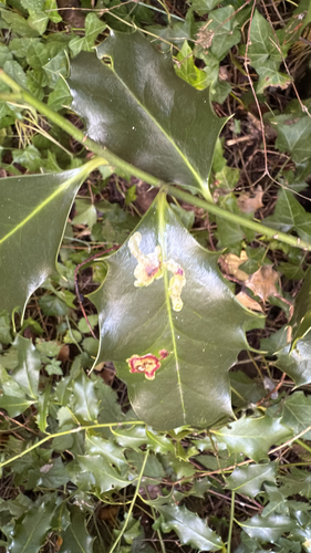 Unknown species found near Haro Rd, Oak Bay, BC, CA