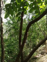 Comocladia macrophylla