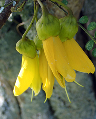 Sophora longicarinata
