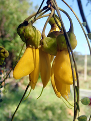 Sophora longicarinata