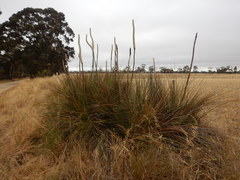Xanthorrhoea caespitosa