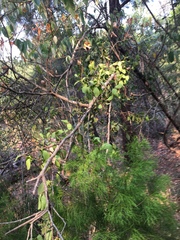 Muellerina celastroides