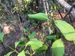 Muellerina celastroides