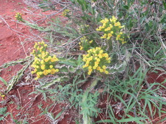 Euphorbia enormis