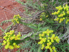 Euphorbia enormis