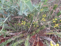 Euphorbia enormis