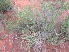Euphorbia enormis