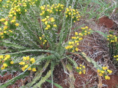 Euphorbia enormis