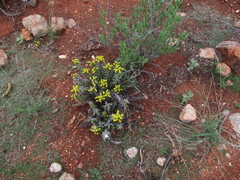 Euphorbia enormis