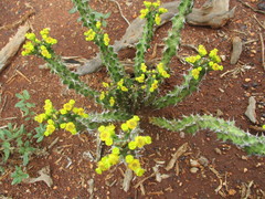 Euphorbia enormis